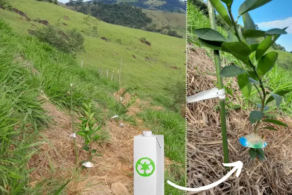 Proteja Suas Mudas: Como Usar Caixinhas de Leite Contra Formigas