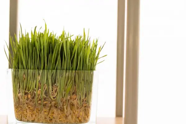 Transformando Garrafas de Vidro em Vasos para Sua Horta Caseira